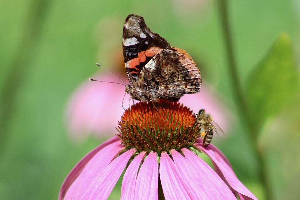 Echinacea - léčivá rostlina s překvapivými účinky