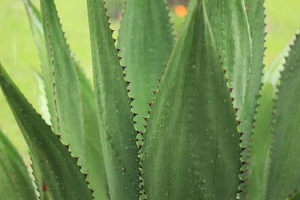 Aloe vera - léčebné využití rostliny