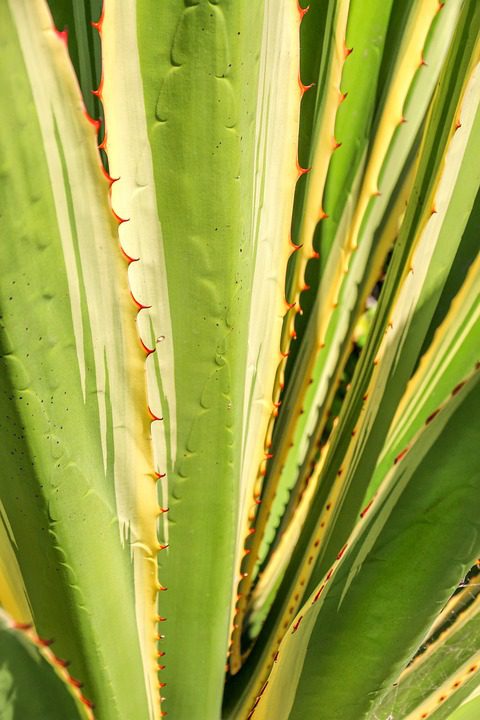 Aloe vera pro ekzémy - dobrá volba!