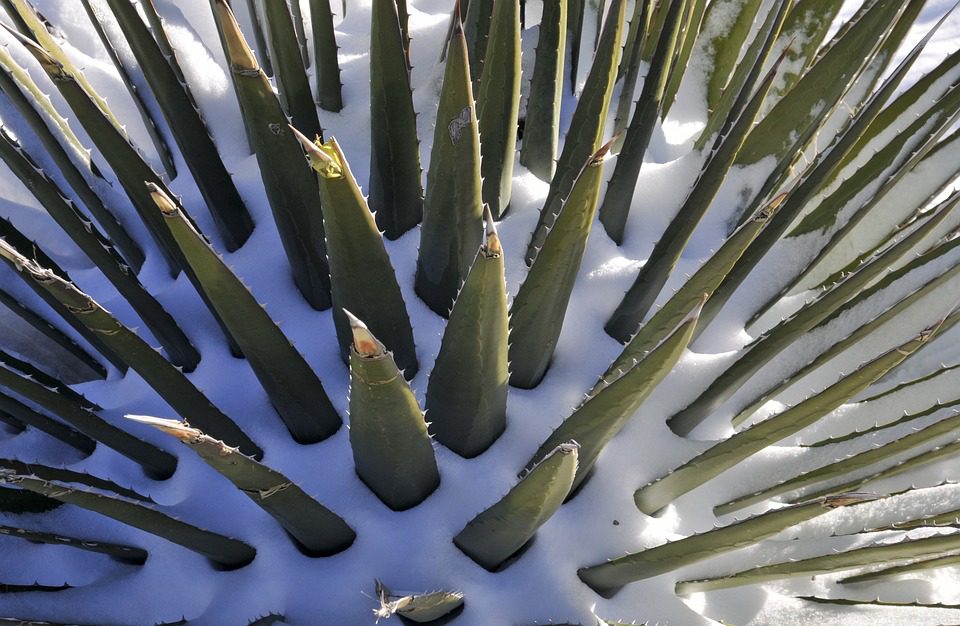 Jak pěstovat aloe vera rostlinu doma