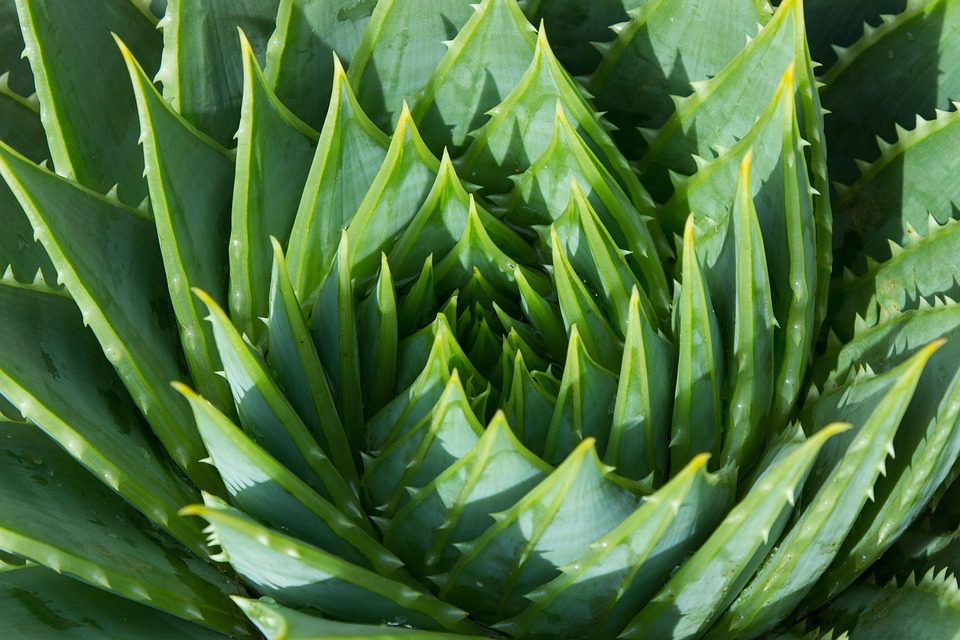 Jak Pěstovat Aloe Vera Z Listu Bylinky Pro Zdraví 3624