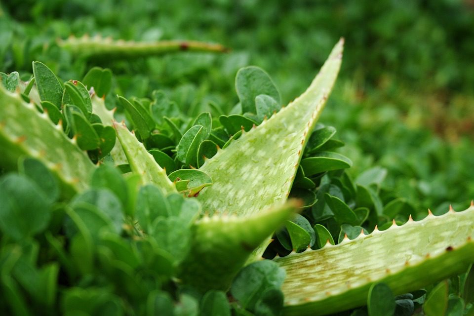 Můžu nechat aloe vera na své tváři přes noc?