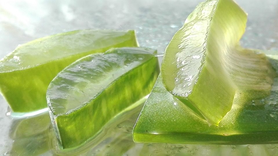 Kvetení aloe vera rostlin