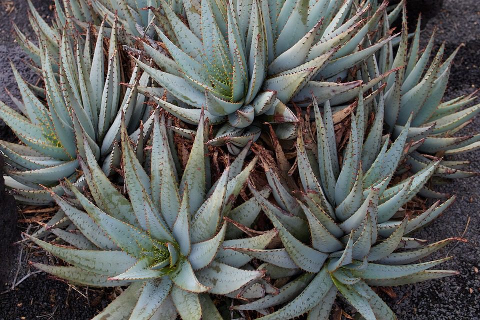 Mohu použít aloe vera na své tváři?