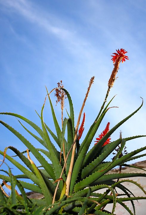 Využití aloe vera při zánětech