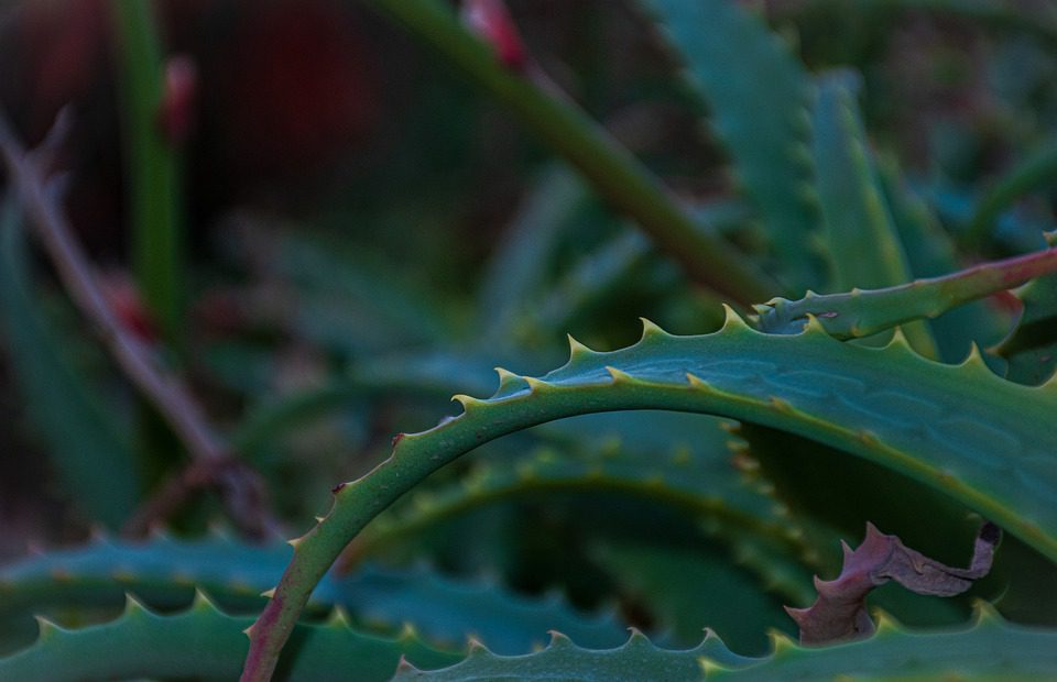 Jak používat aloe vera na obličej