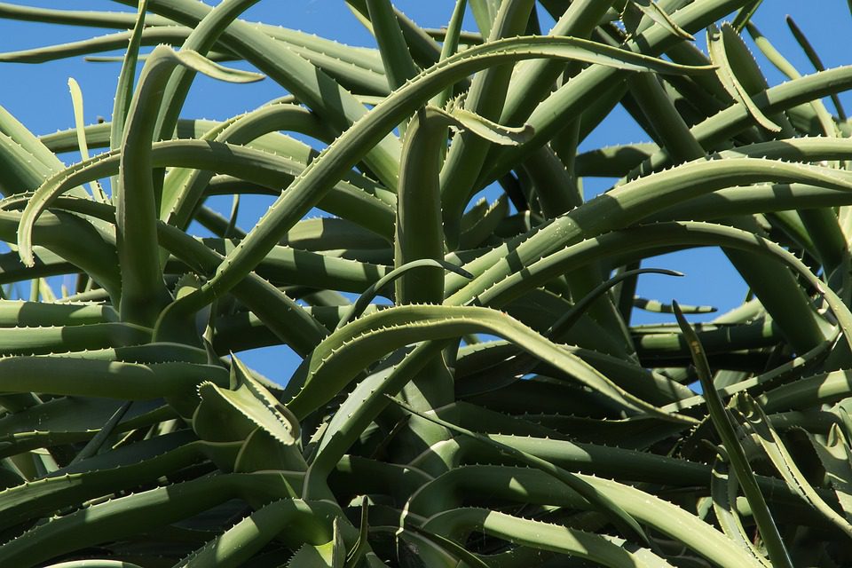 Aloe vera gel - Léčebné účinky na pokožku