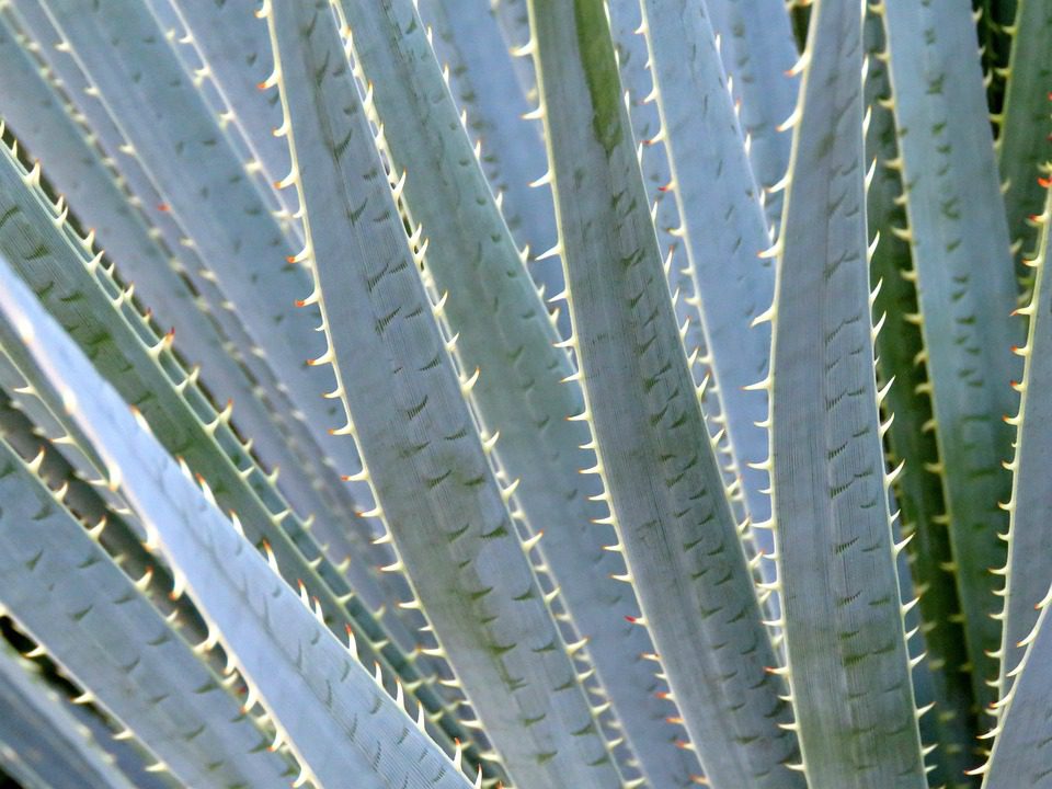 Jak používat aloe vera proti akné a tmavým skvrnám