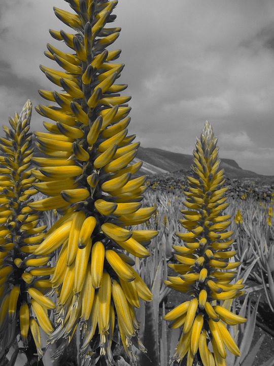 Aloe Vera a Vlasy: Jak funguje aloe vera na vlasy