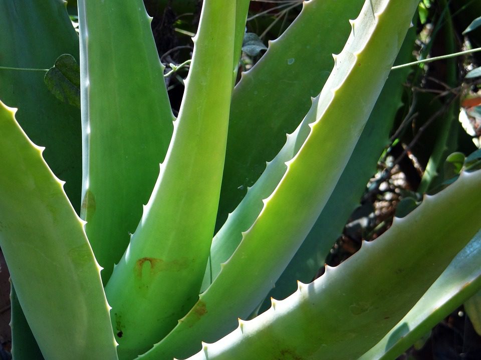 Kolik aloe vera šťávy pít denně při GERD