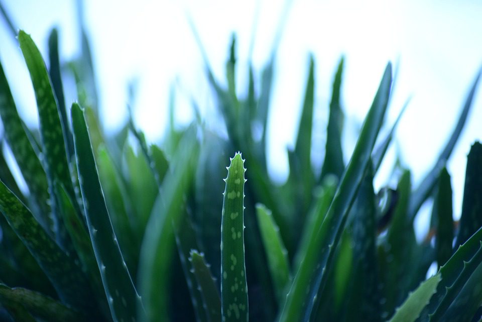 Aloe vera - zdraví prospěšná rostlina