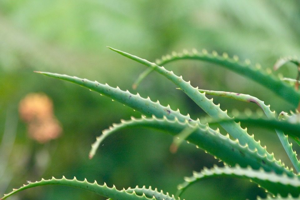 Aloe vera pro opálení: Skvělá pomoc při opáleninách
