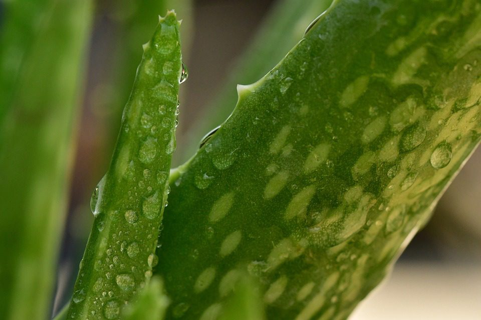 Jak používat Aloe Vera pro podporu růstu vlasů