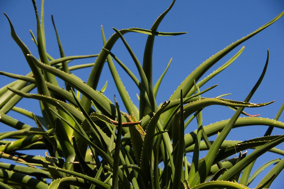 Aloe vera pomáhá zbavit se akné