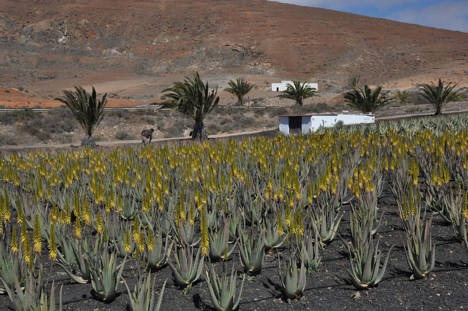 Je aloe vera jedovatá?