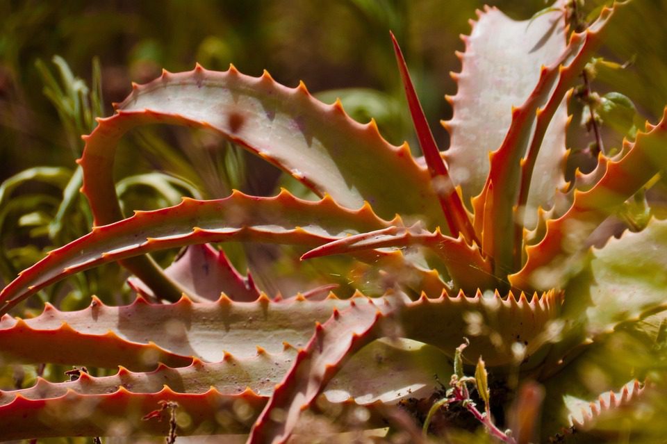 Aloe vera je jedlá rostlina: přírodní lék a zdravé jídlo