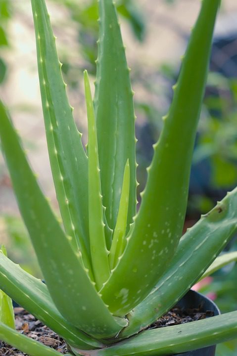 Kde koupit rostlinu aloe vera?