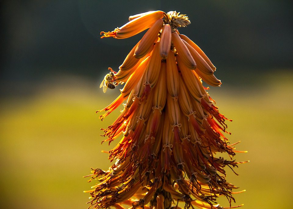 Aloe vera a ekzém – pomocná ruka přírody