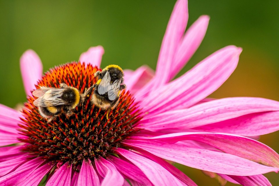 Je echinacea bezpečná pro těhotenství?