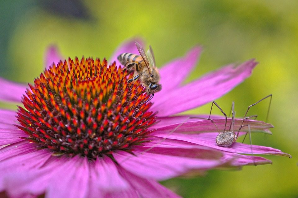 Co je echinacea? (What is echinacea?)