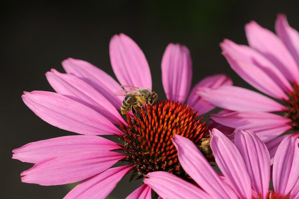 Je echinacea bezpečná pro psy?