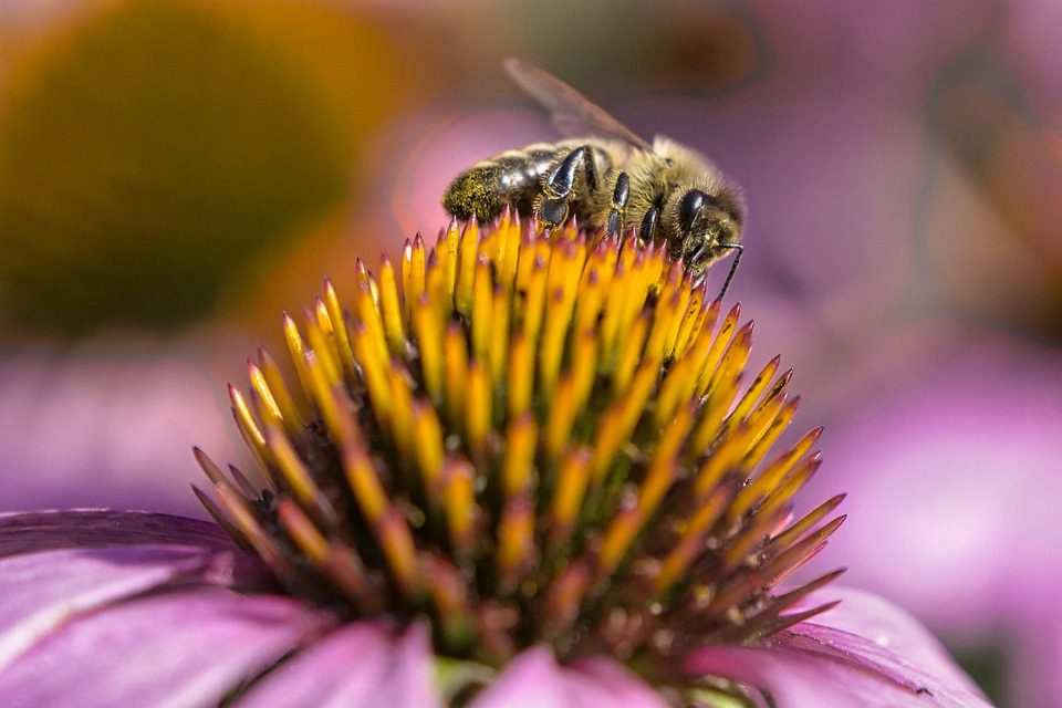 Echinacea - přírodní lék na posílení imunity