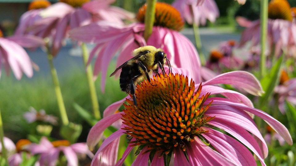 Echinacea: Zázračná bylina pro posílení imunity