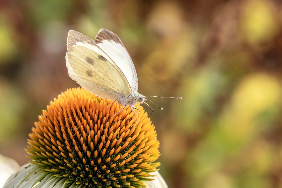 Echinacea - zázračná rostlina pro vaše zdraví (Echinacea - a miracle plant for your health)