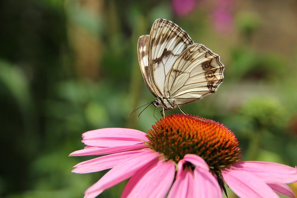 Echinacea čaj: prospěch pro vaše zdraví