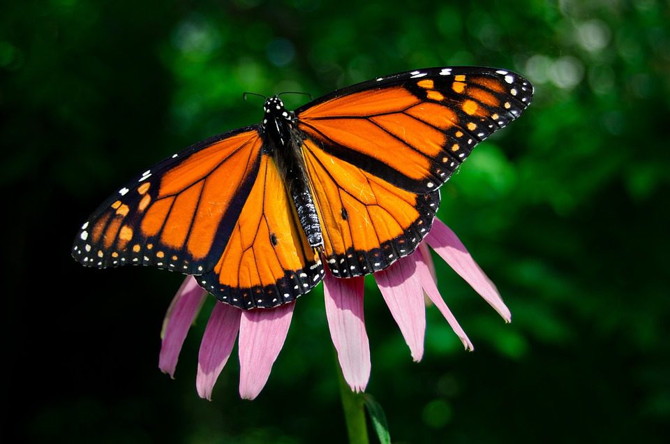 Může echinacea způsobit průjem?