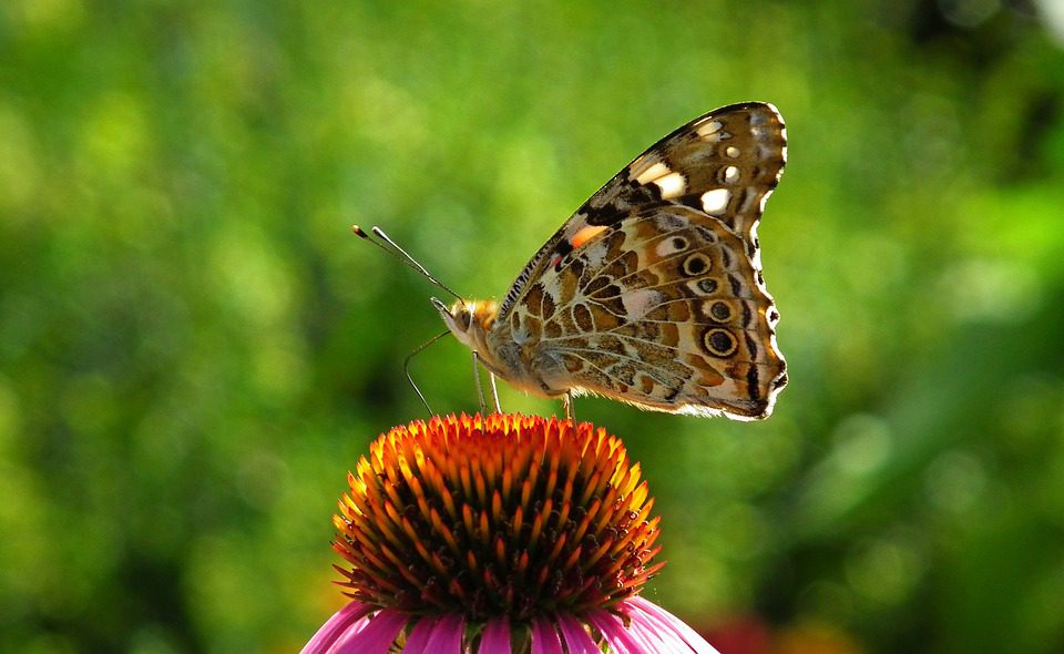 Echinacea přírodní lék na infekce a záněty