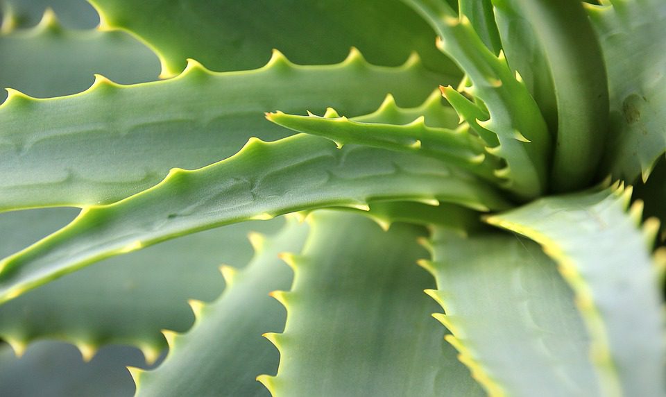 Aloe vera - účinný lék na spálení od slunce