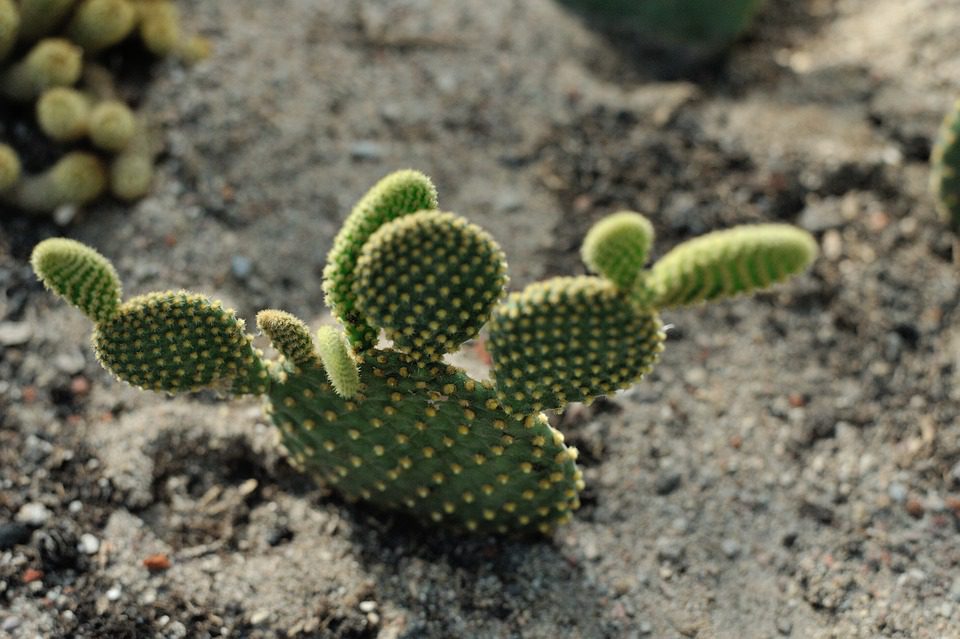 Kde koupit šťávu z aloe vera?