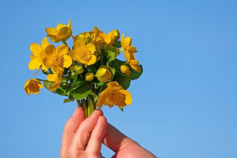Jestliže chcete zdravé srdce, používejte květy zlatých husí (If you want a healthy heart, use marigold flowers)