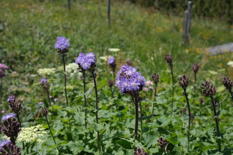 Nejlepší doplněk mléčného čekanky pro zdraví (Best milk thistle supplement for health)