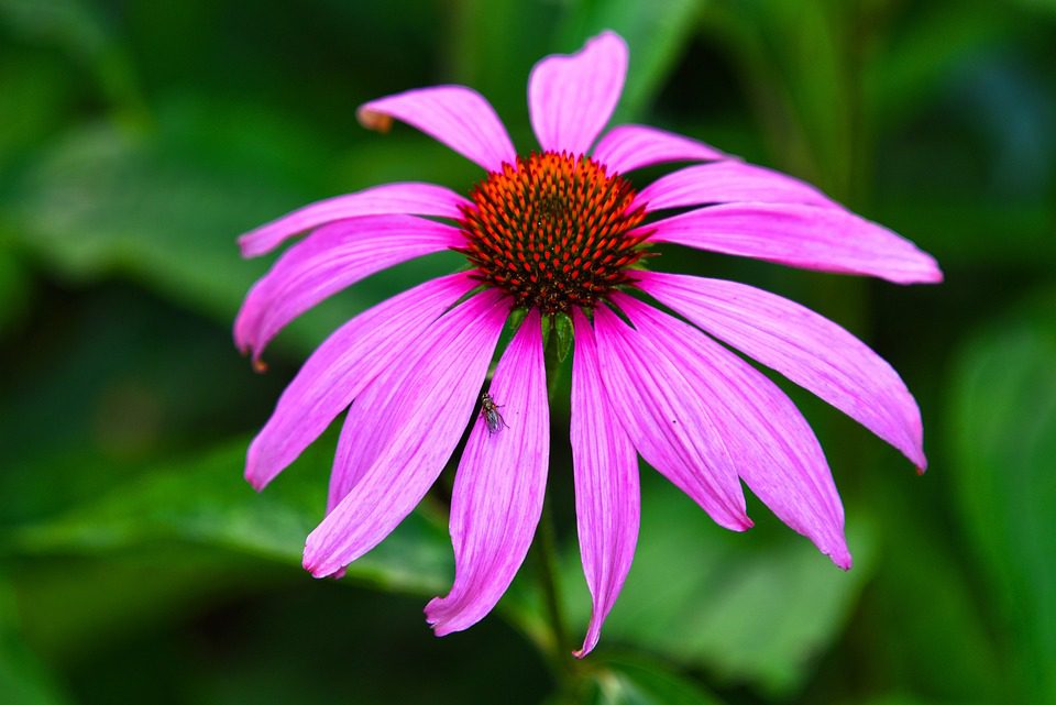 Echinacea – Zázračná léčivá rostlina