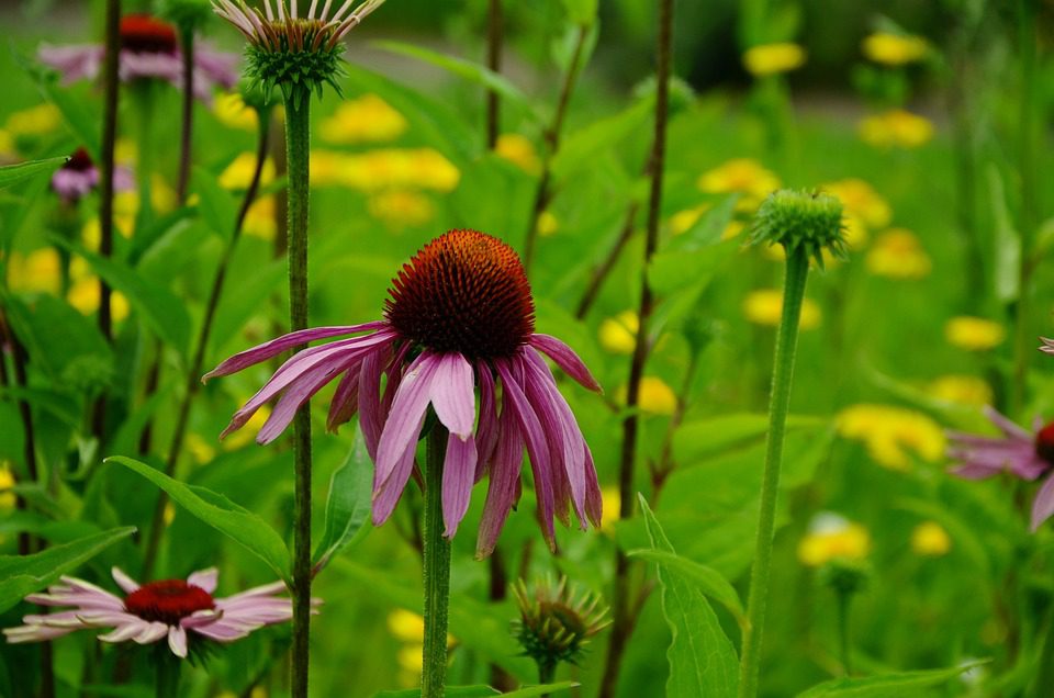 Echinacea – bylinná léčba proti nachlazení