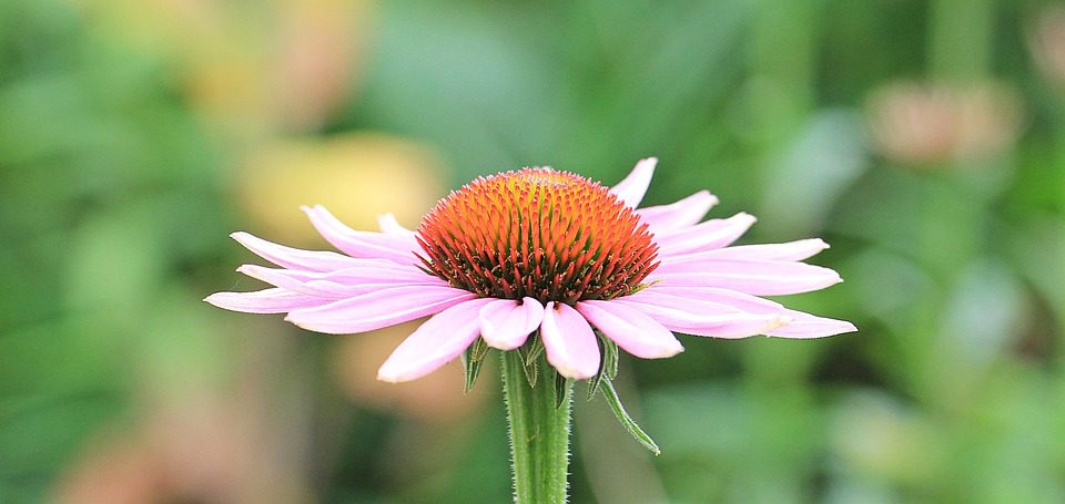 Je echinacea bezpečná během těhotenství?