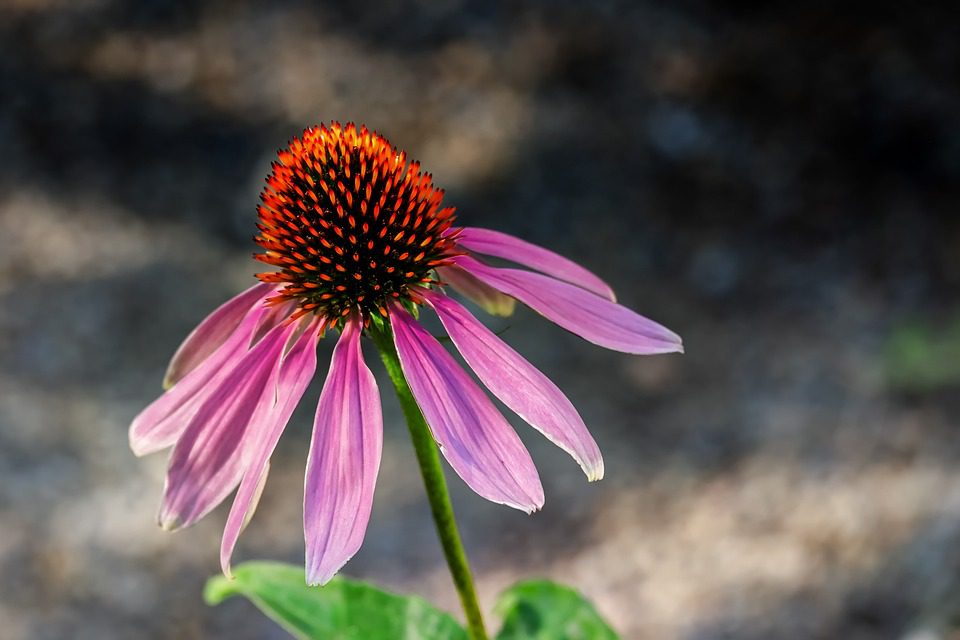 Echinacea a zlatý podběl – pro co jsou dobré