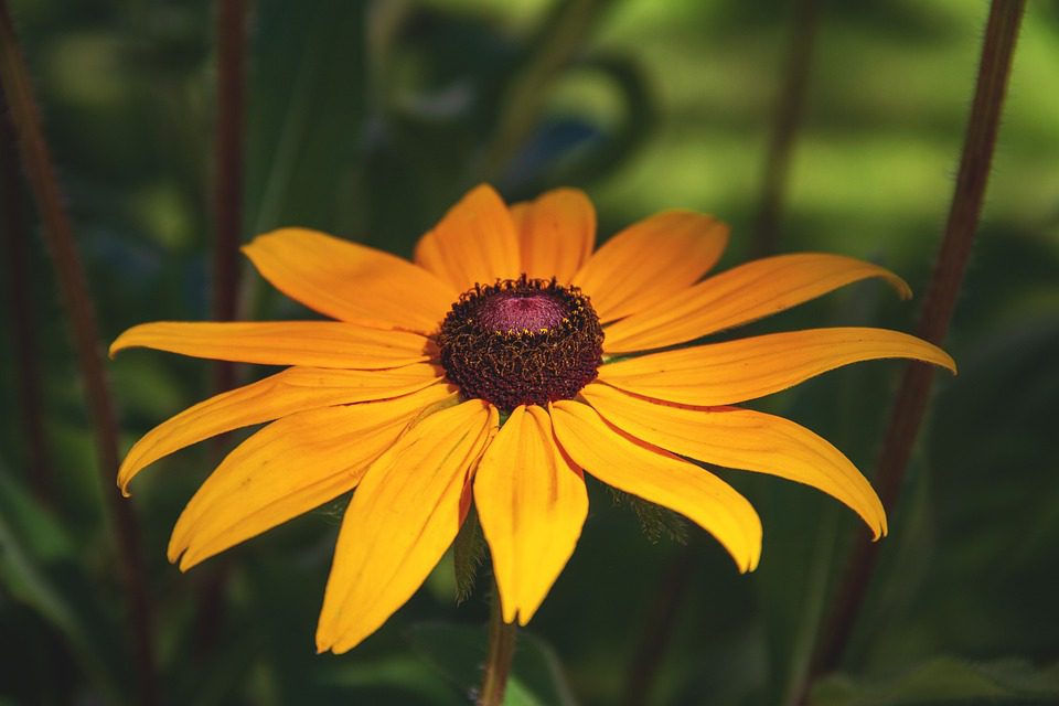 Echinacea – Zázračná rostlina pro posílení imunity