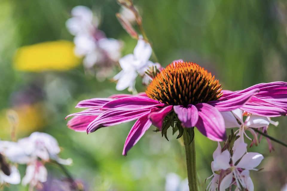 Echinacea – nemoci a léčba