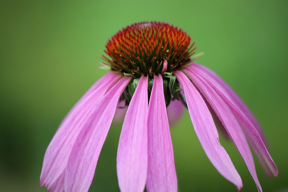 Echinacea a imunita: Jak posílit obranyschopnost těla