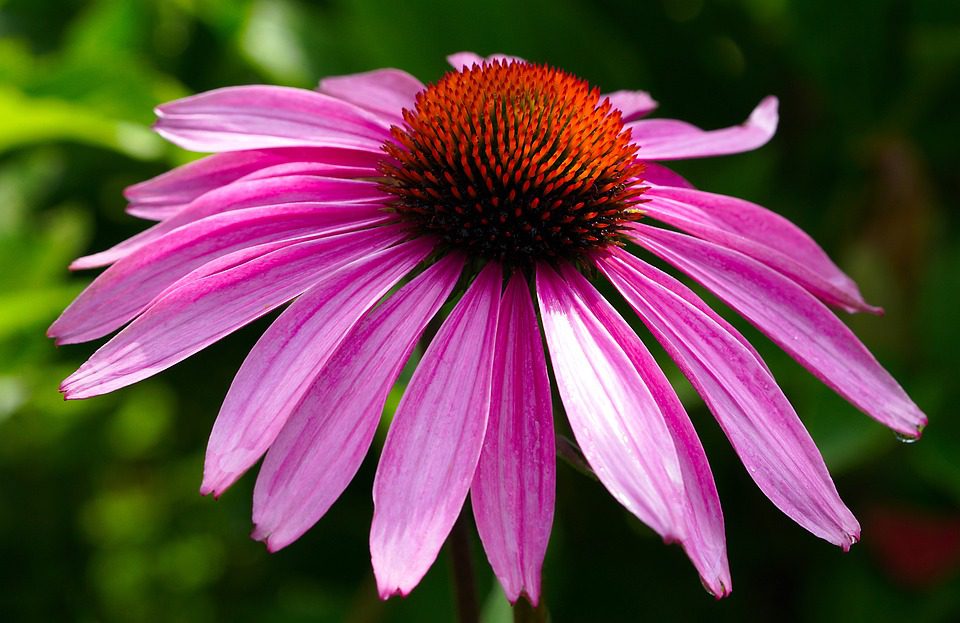 Echinacea – rostlina pro léčbu nachlazení a viróz