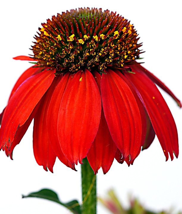 Echinacea – Zázračná bylina pro posílení imunity