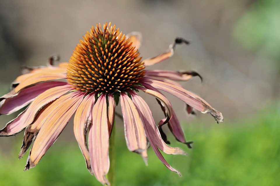 Echinacea a boj s nachlazením