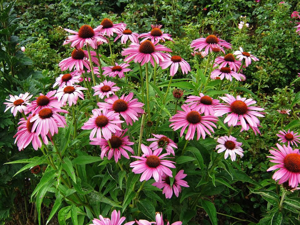 Echinacea - přírodní lék pro posílení imunity