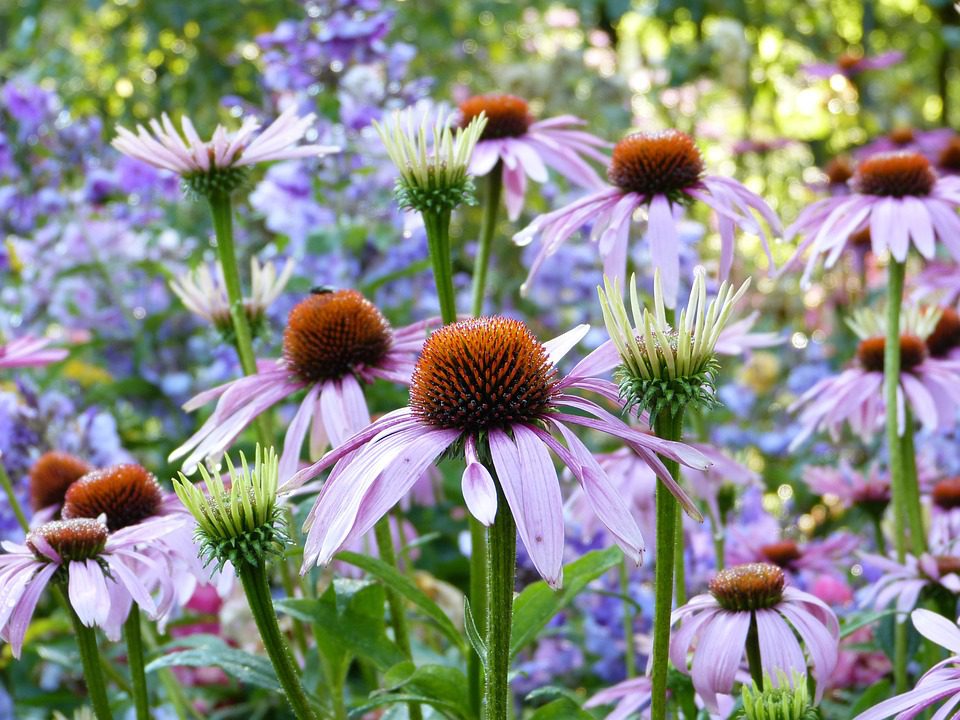 Echinacea - léčivá rostlina pro posílení imunity