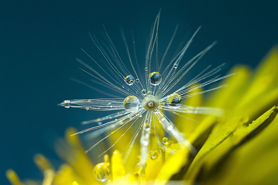 Řepík jako symbol naděje a nových začátků (Dandelion as a symbol of hope and new beginnings)