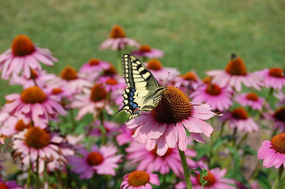 Echinacea - Kořen pro posílení imunity