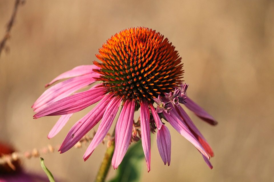 Může echinacea pomoci při nachlazení?